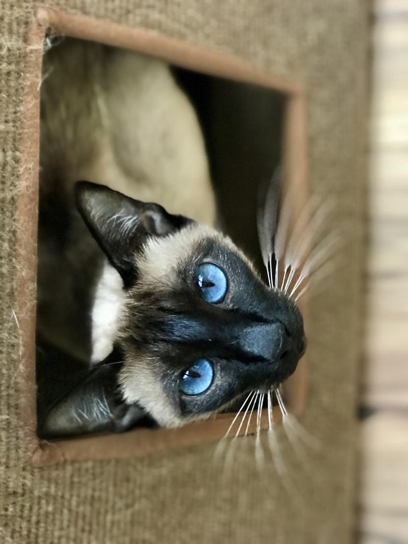 SIAMESE KITTENS FOR SALE 