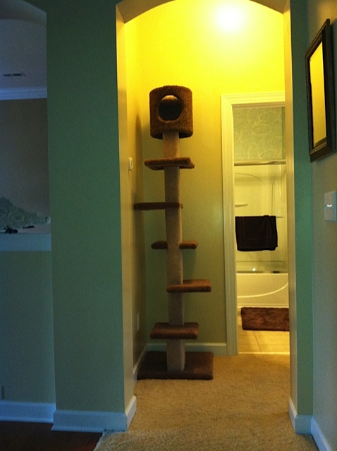 Examples of our climbing post the kittens are raised using at Carolina Blues Cat