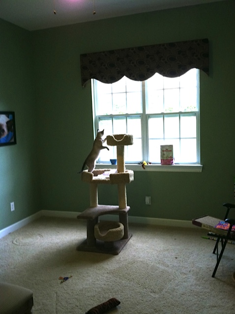 Our kitten room at Carolina Blues Cattery