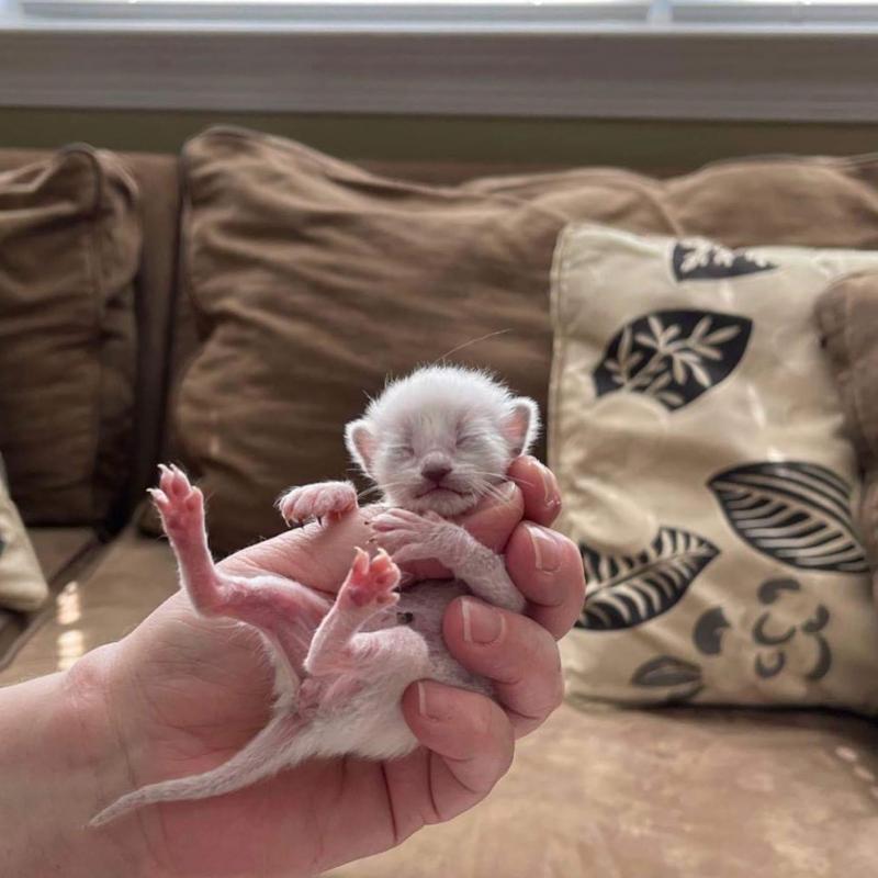 siamese kittens for sale