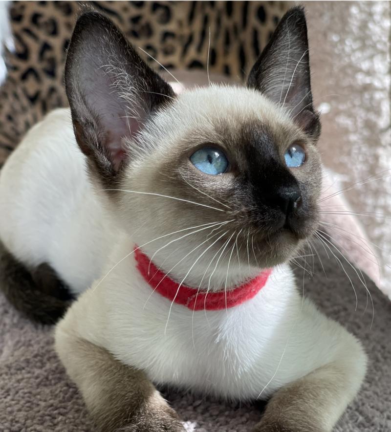 seal point siamese kittens for sale