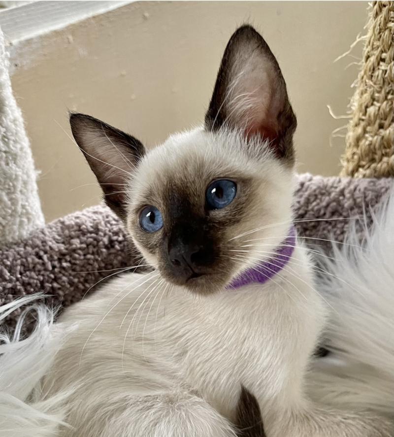 seal point siamese kittens for sale
