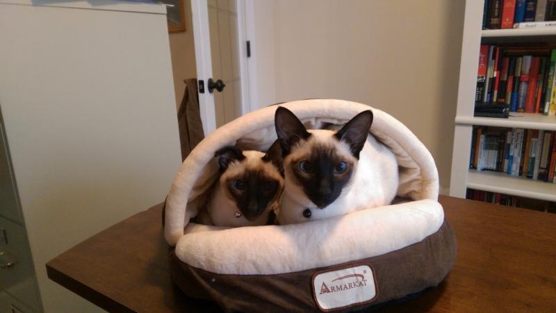 Seal Point Siamese kittens for sale