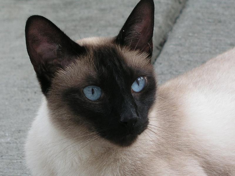 seal point Siamese Cat from Carolina Blues Cattery