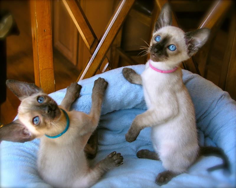 buy Siamese kittens in Georgia 
