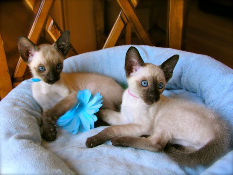 Siamese Cat Kitten Breeders