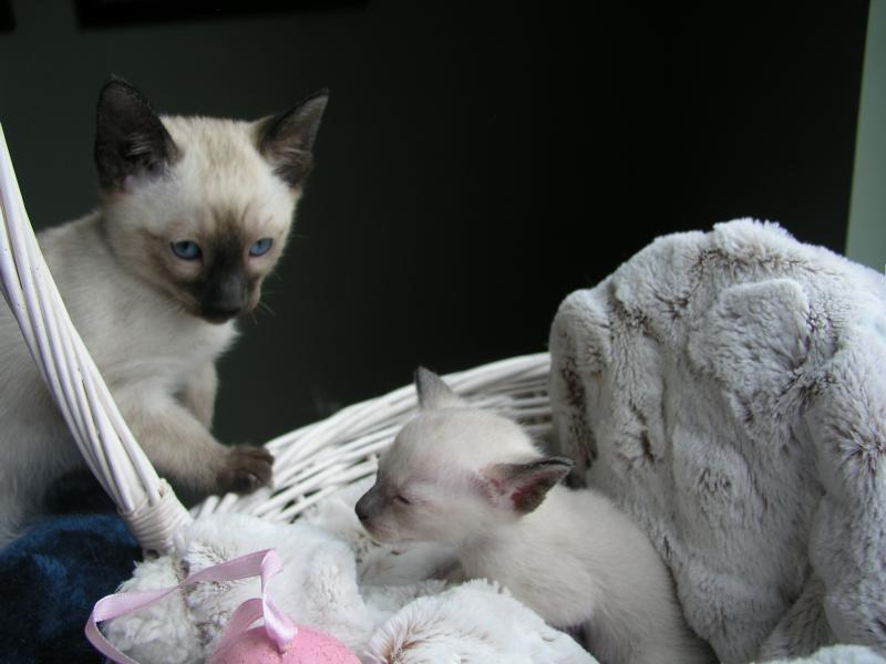Seal Point Siamese Kittens for Sale Chocolate point Bue point Lilac point