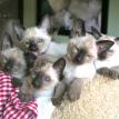 litter of seal point Siamese from Carolina Blues Cattery