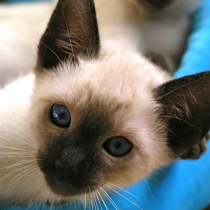 TRADITIONAL CLASSIC SIAMESE KITTEN