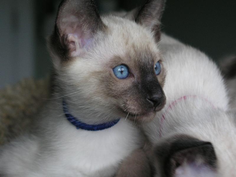 carolina blues cattery