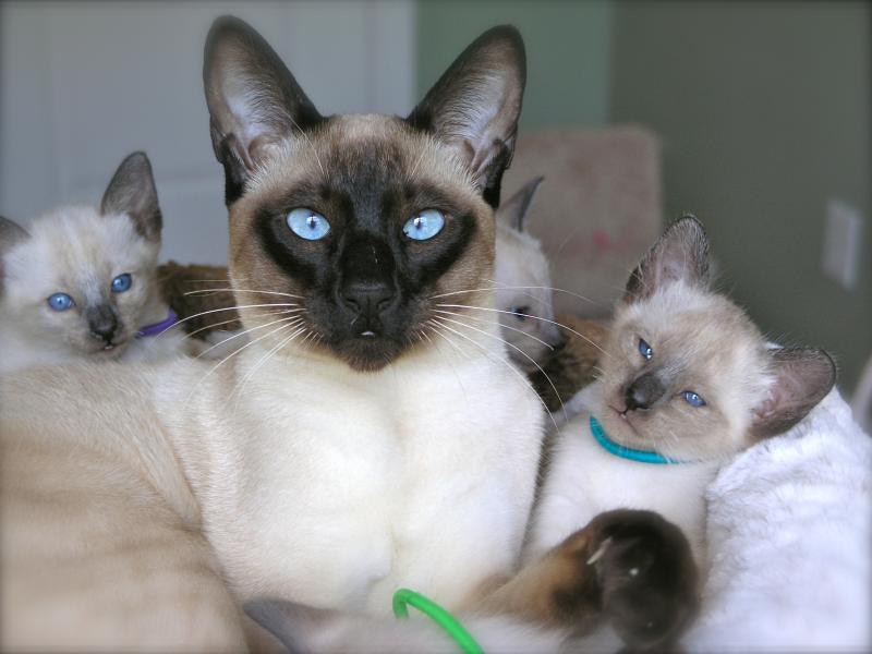 Beautiful Traditional Classic Siamese Kittens for Sale