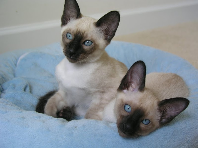 Siamese Kittens for sale in Virginia
