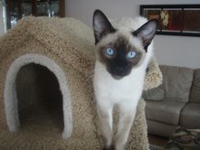 Siamese kittens from Carolina Blues Cattery
